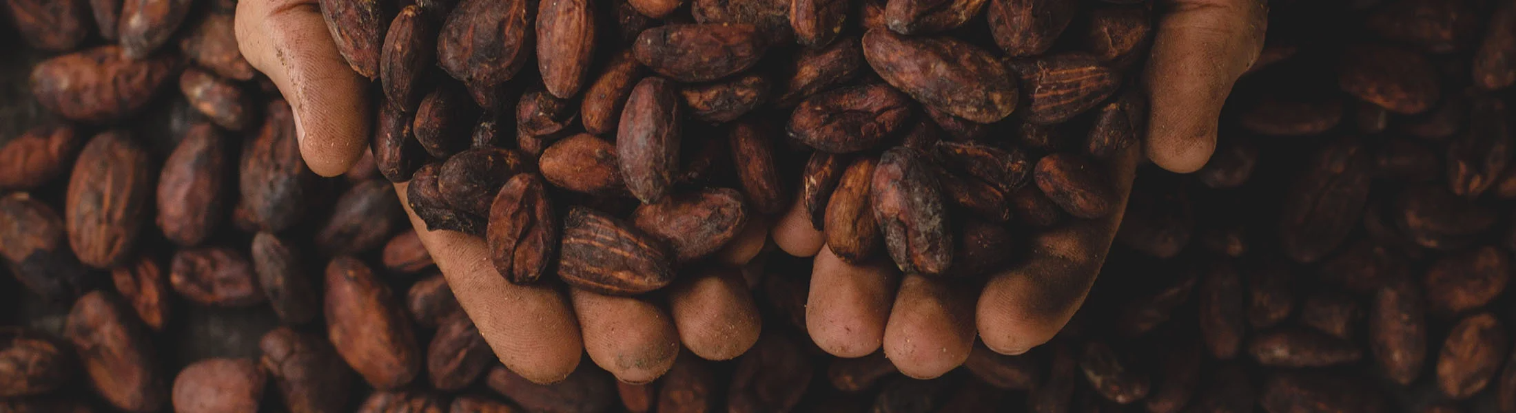 Bean to Bar chocolade